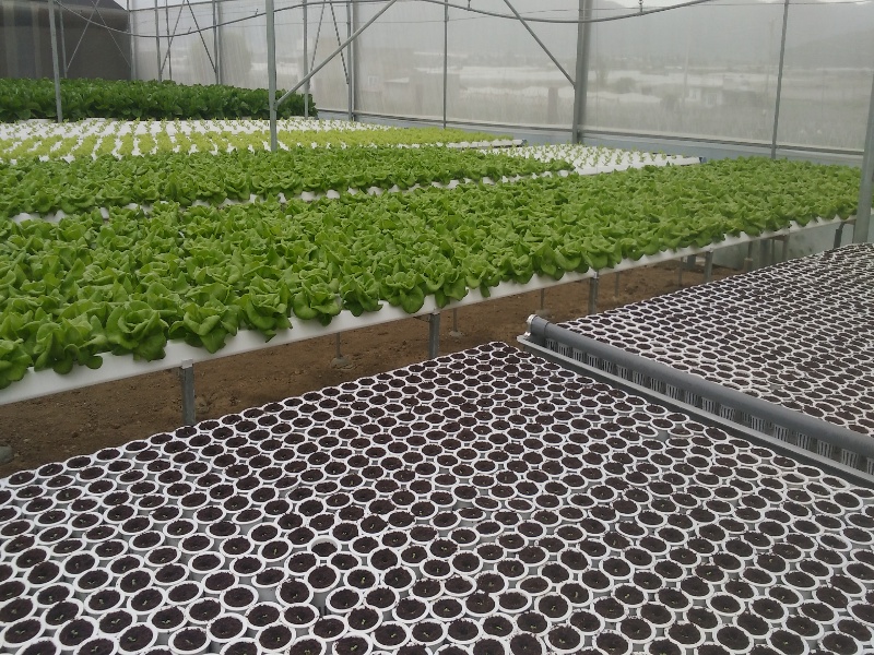 Lettuce Greenhouse