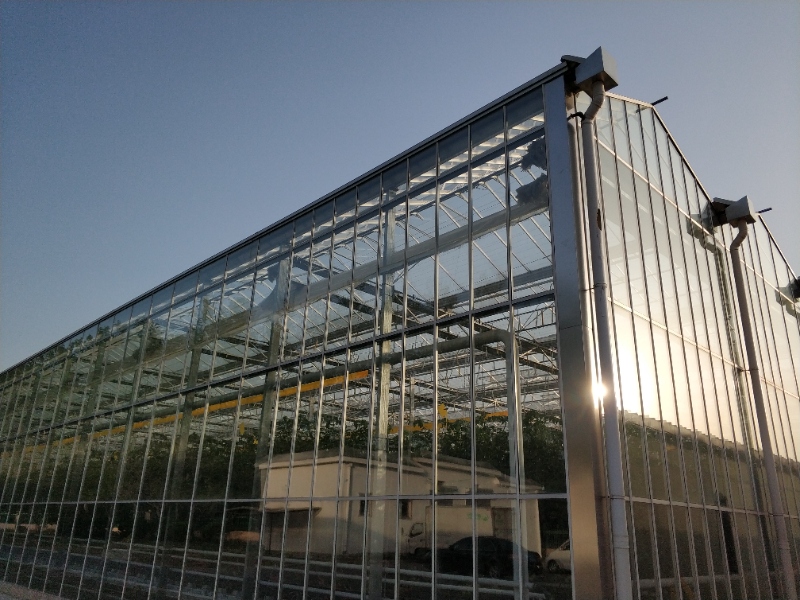 Capsicum Glasshouse