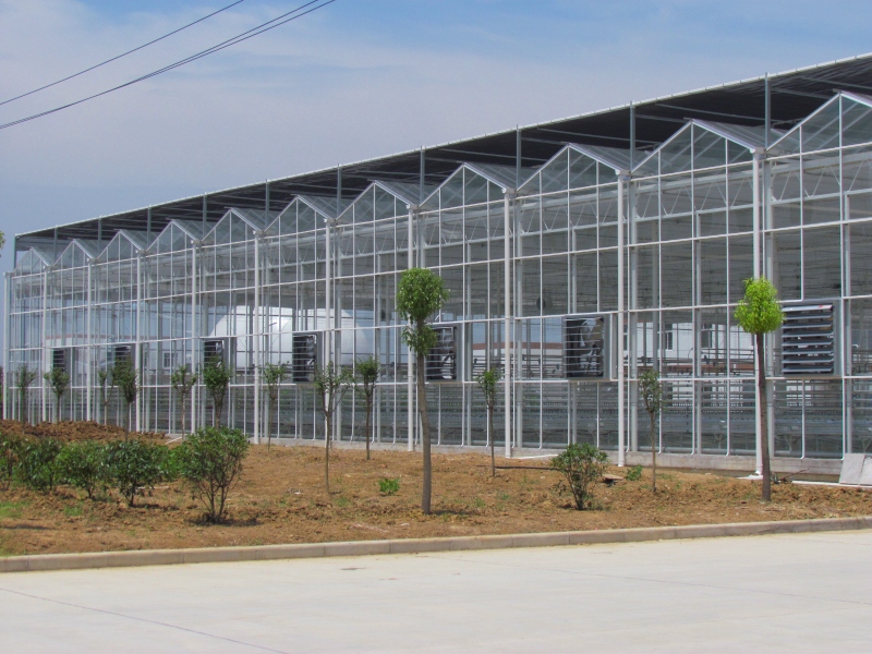 Cucumber Glasshouse