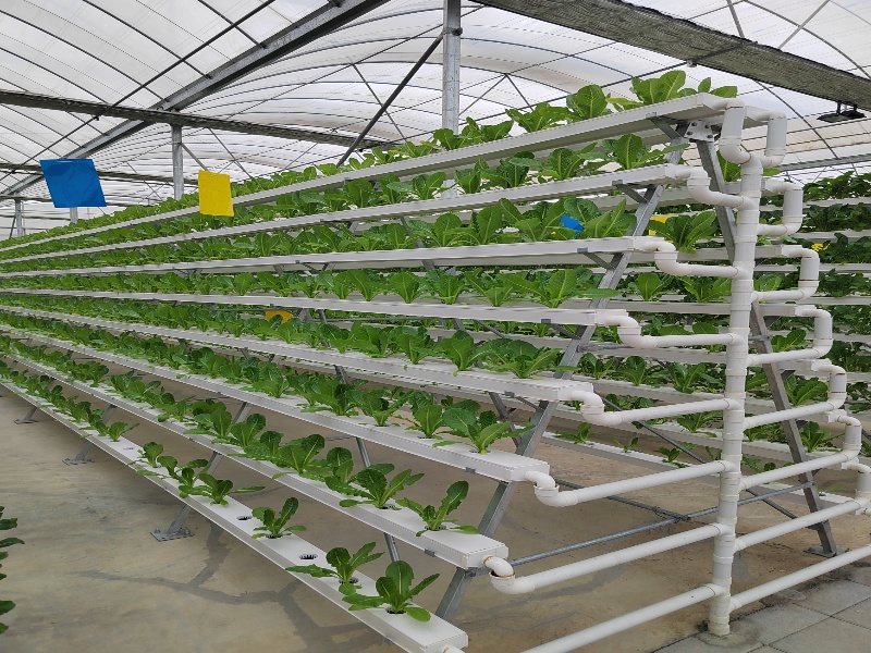 Lettuce Greenhouse