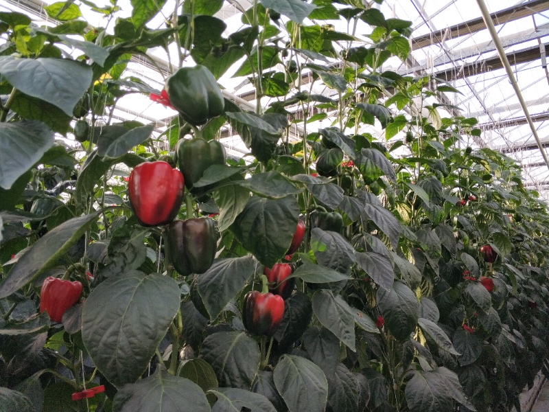 Pepper Greenhouse