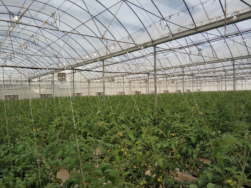 Tomato Greenhouse