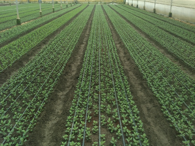 Chrysanthemum Greenhouse