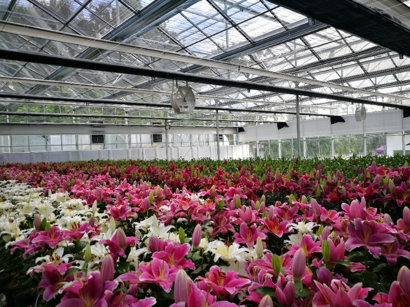 Flower Glasshouse