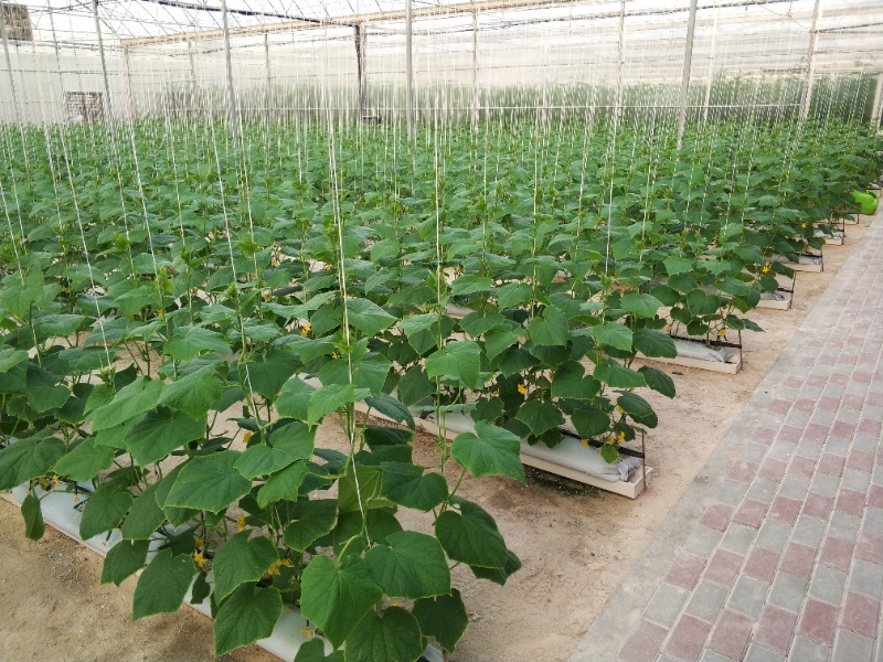 Cucumber Greenhouse