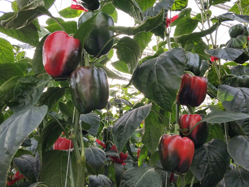 Pepper Greenhouse