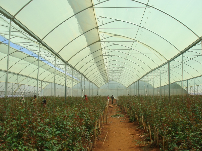 Fixed Vent Greenhouse