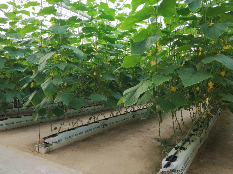 Cucumber Greenhouse