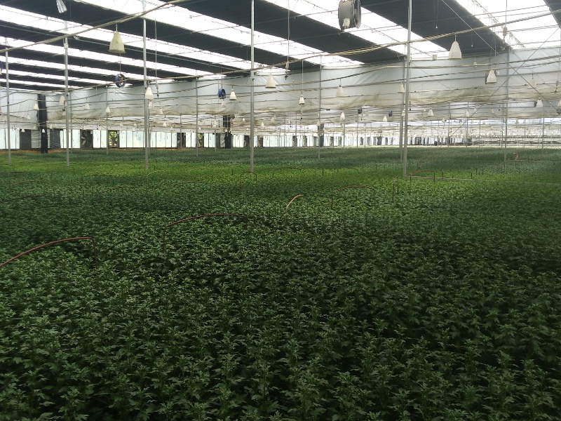 Chrysanthemum Greenhouse