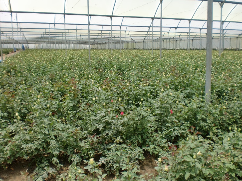 Fixed Vent Greenhouse