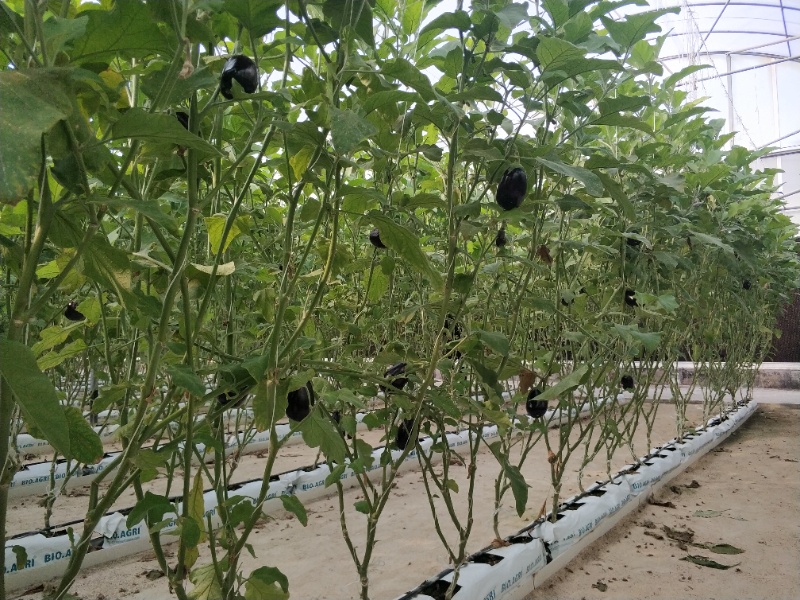 Eggplant Greenhouse