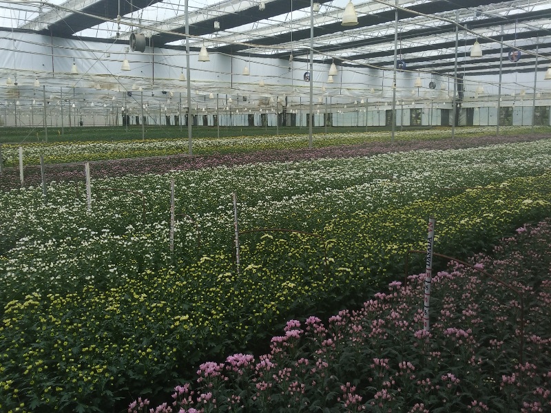 Chrysanthemum Greenhouse