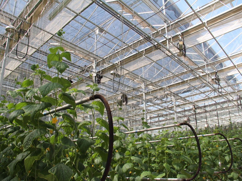 Cucumber Glasshouse