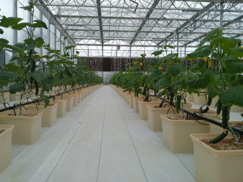 Cucumber Glasshouse