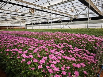 Flower Greenhouse in Saudi Arabia