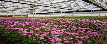 Flower Greenhouse in Saudi Arabia